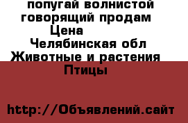 попугай волнистой говорящий продам › Цена ­ 1 000 - Челябинская обл. Животные и растения » Птицы   